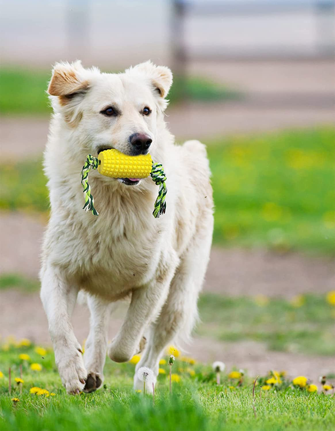 Dog Chewy Corn Chew Toy