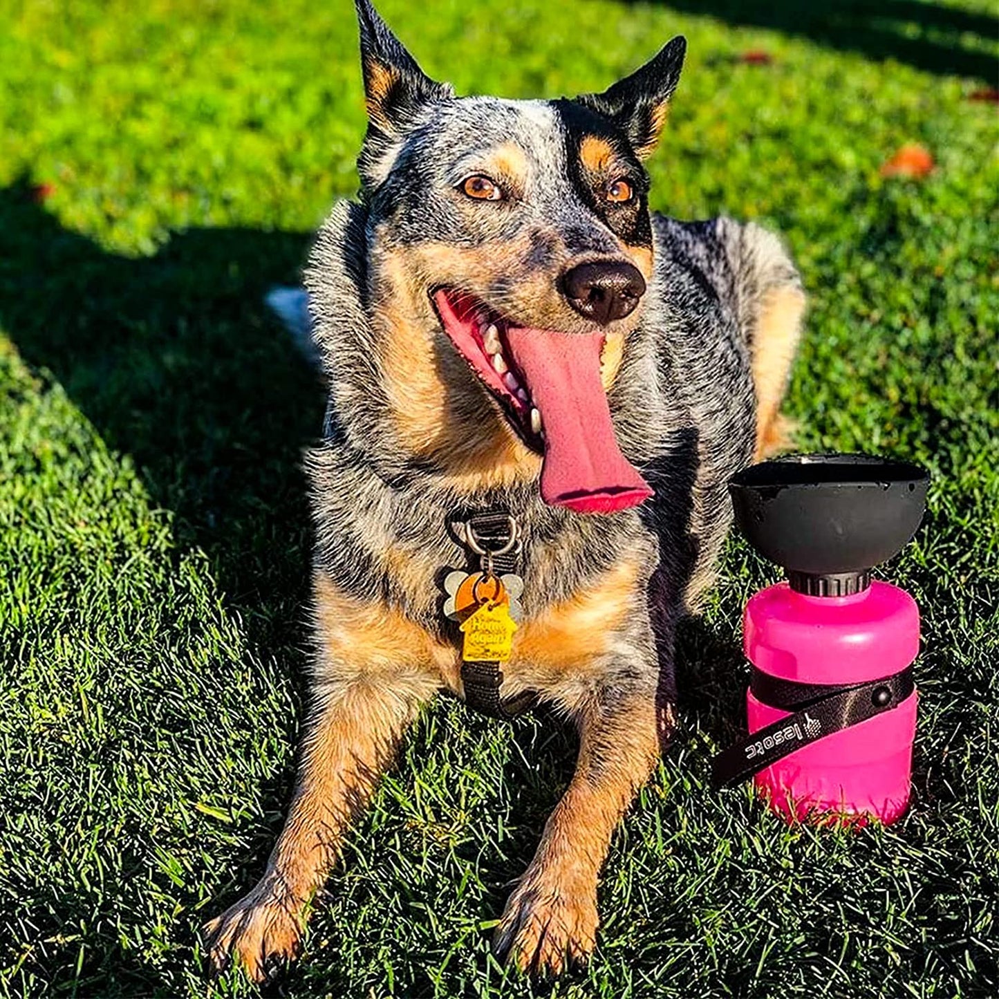 Portable Folding Dog Water Bottle