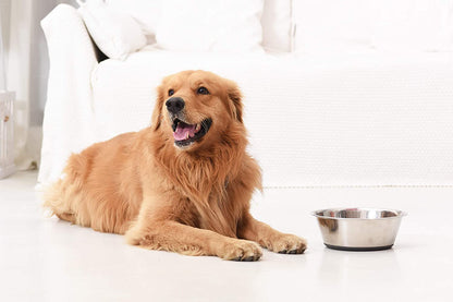 Stainless Steel Dog Food and Drink Bowls