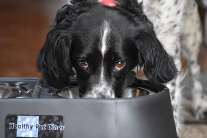 Elevated Duel Dog Bowl